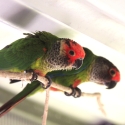 Roseifrons Conures