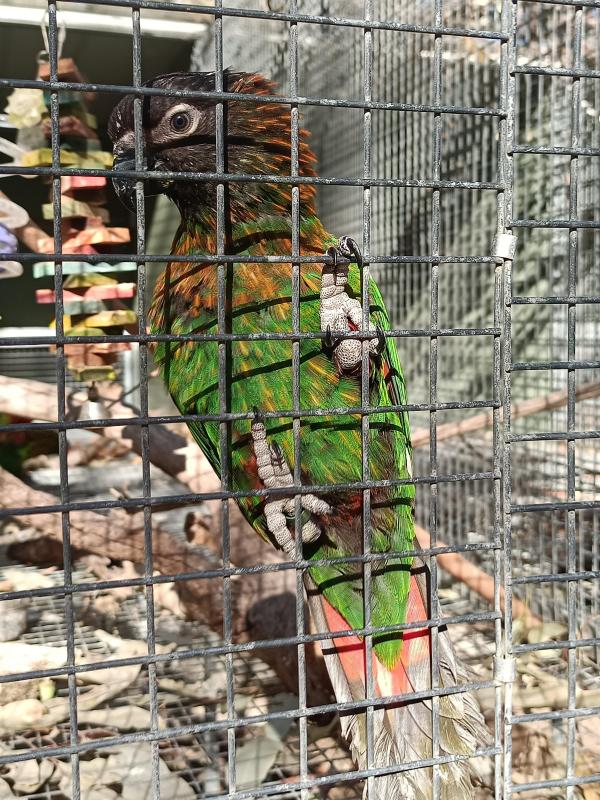 Yellow-Streaked Lory For Sale