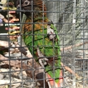Yellow-Streaked Lory For Sale