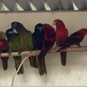 Exotic lories, big list