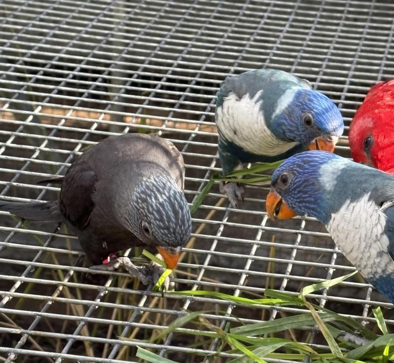 Rainbow lorikeet, blues and combos
