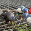 Rainbow lorikeet, blues and combos