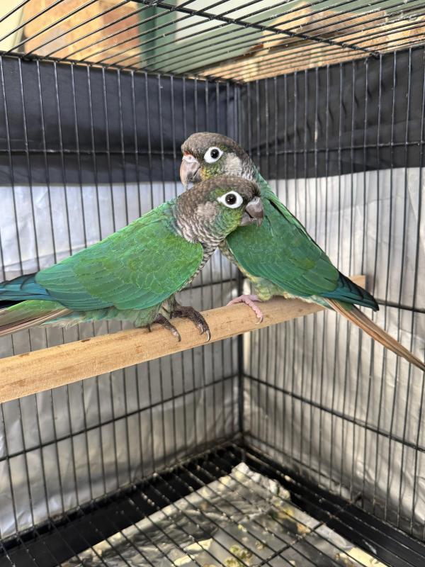 Green cheek conure Birds