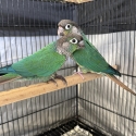 Green cheek conure Birds
