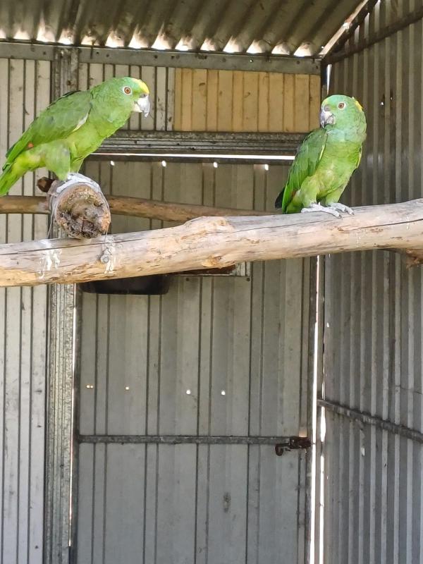 Yellow napes and Electusse breeding pairs