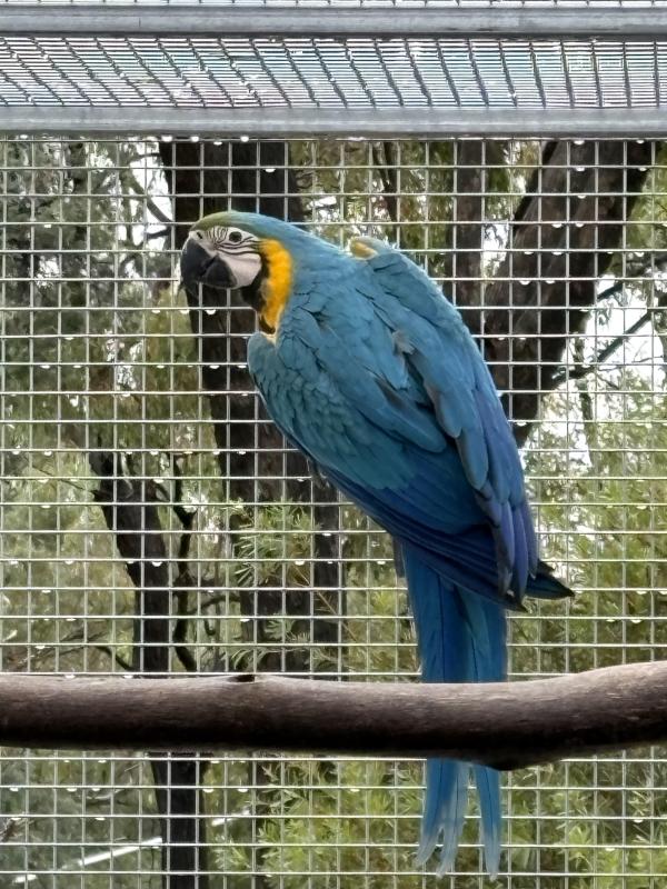 Parent raised female blue and gold