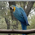 Parent raised female blue and gold