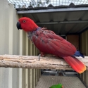 Breeding Pair Grand Eclectus
