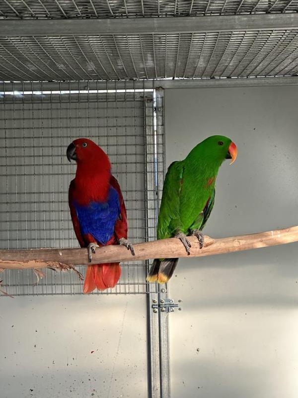 Breeding Pair Aru Island Eclectus