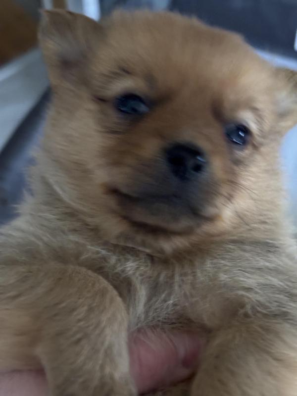 Pomeranian cross jack Russell