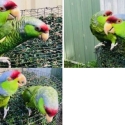 Lilac crowned Amazon Pairs