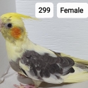 Handraised cockatiels