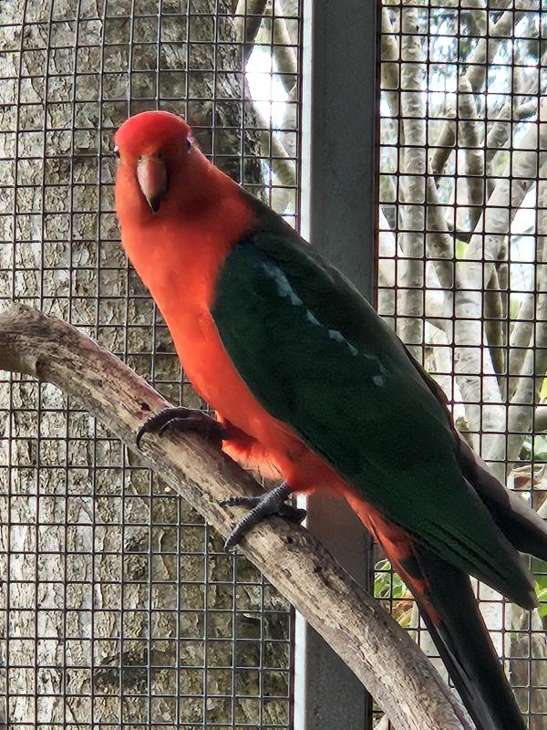 King Parrot Pair