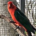 King Parrot Pair