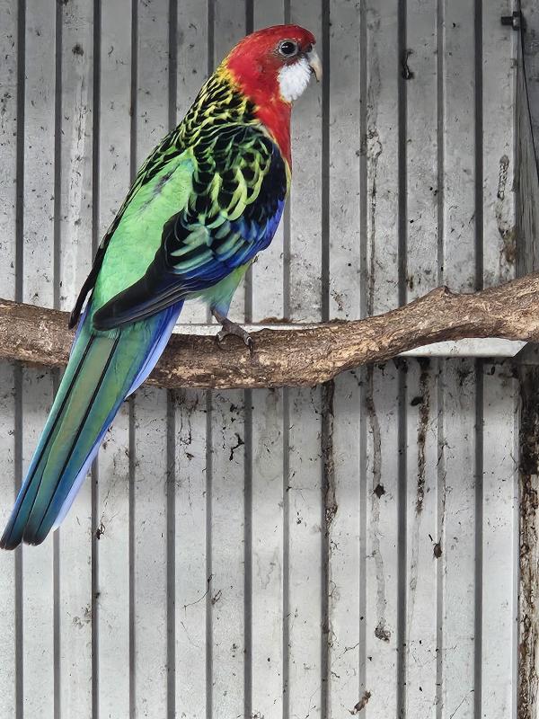 Eastern Rosella