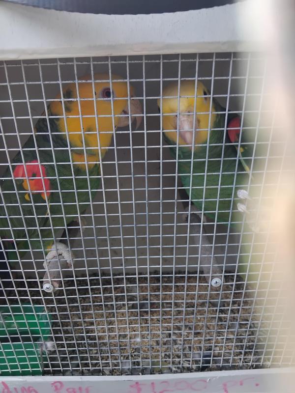 Birds going to Forbes