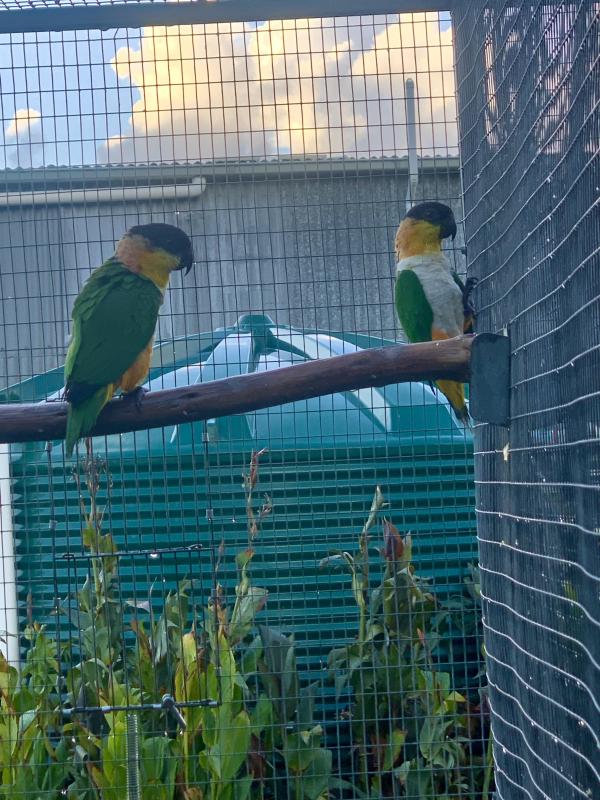 Black headed caiques
