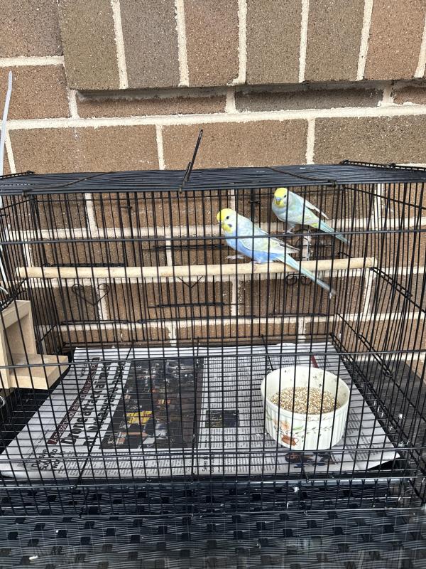 RAINBOW BUDGIES PAIR WITH EGGS