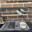 RAINBOW BUDGIES PAIR WITH EGGS