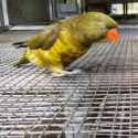 GG scaly breasted lorikeet pair