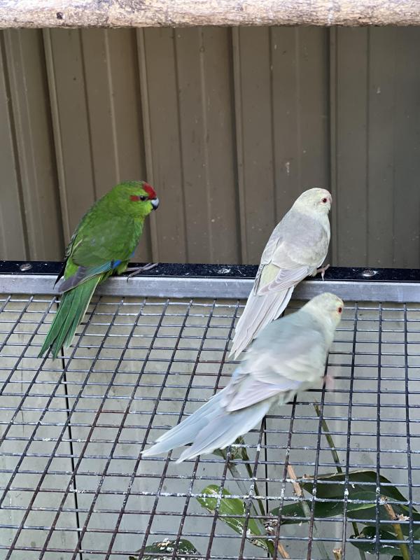 Kakariki mutations will be attending Forbes Bird sale this weekend