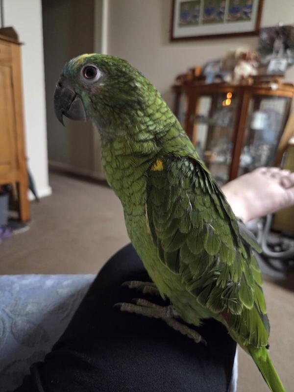 Blue Fronted Amazon