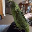 Blue Fronted Amazon