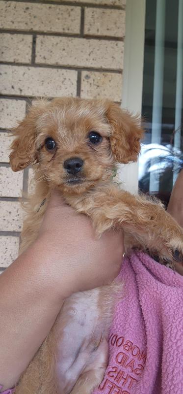 Toy Cavoodle Boy