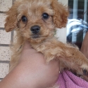 Toy Cavoodle Boy