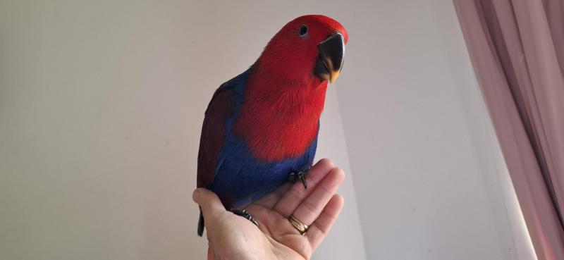 Hand raised female eclectus