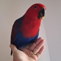 Hand raised female eclectus