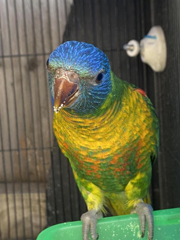 Hybrid lorikeet!