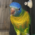 Hybrid lorikeet