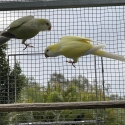 Cremino Quakers