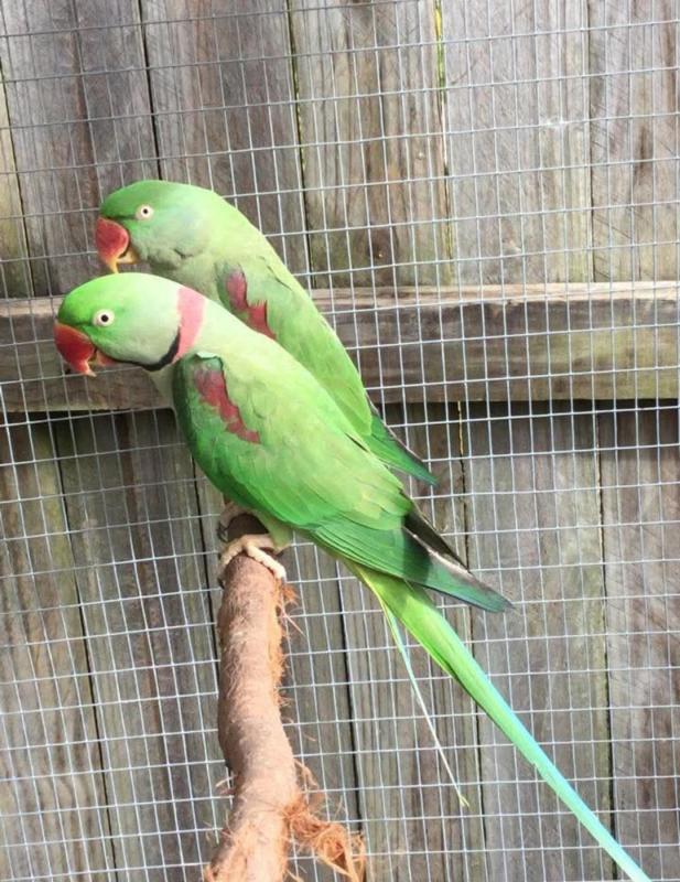 Proven breeding Pair Alexandrines