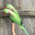 Proven breeding Pair Alexandrines