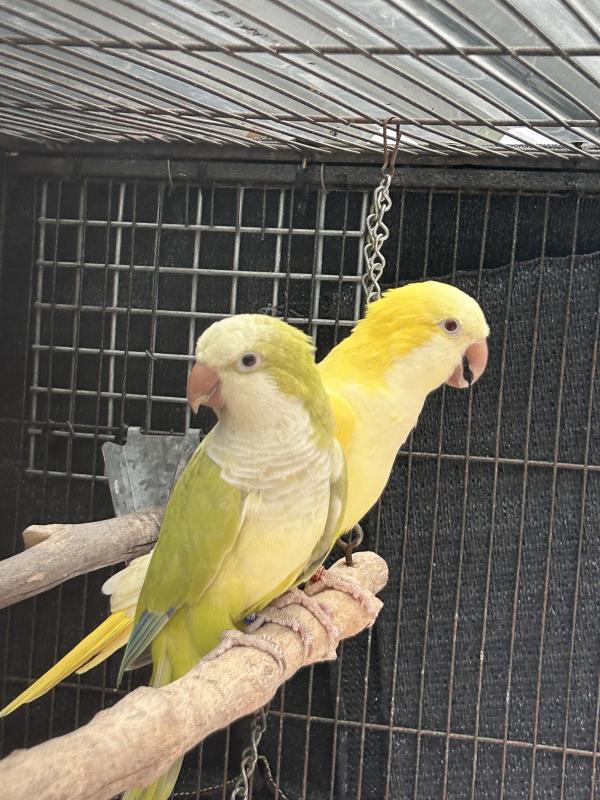Quaker Parrot Breeding Pair