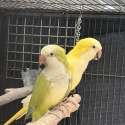 Quaker Parrot Breeding Pair