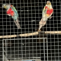 Cinnamon crimson belly conure
