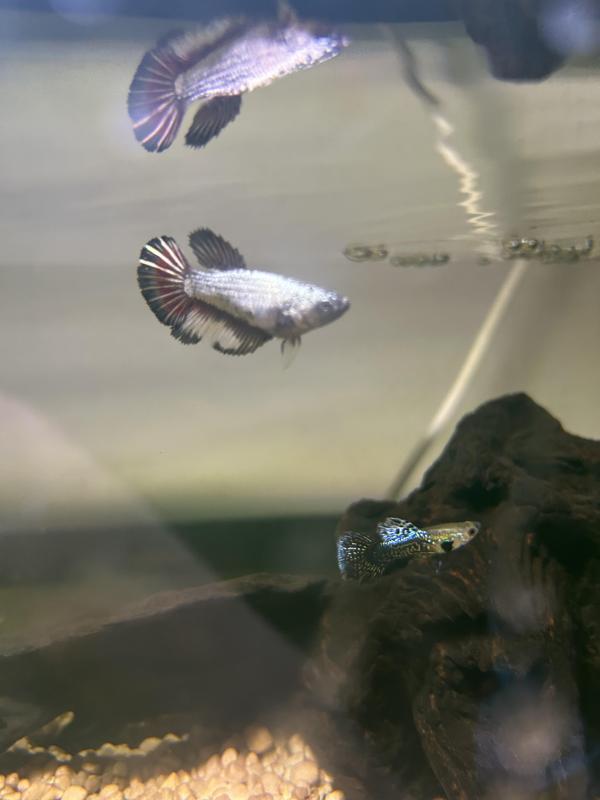 Fish sale!