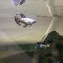 Fish sale!