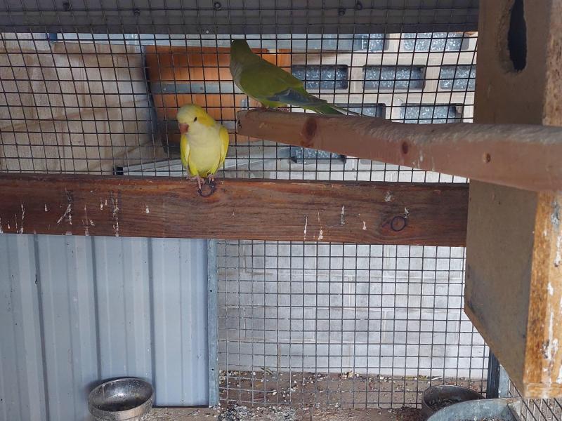 Quaker. Breeding pair