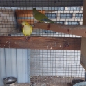 Quaker. Breeding pair
