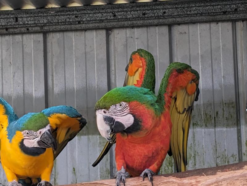 Harlequin hen blue and gold cock