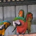 Harlequin hen blue and gold cock