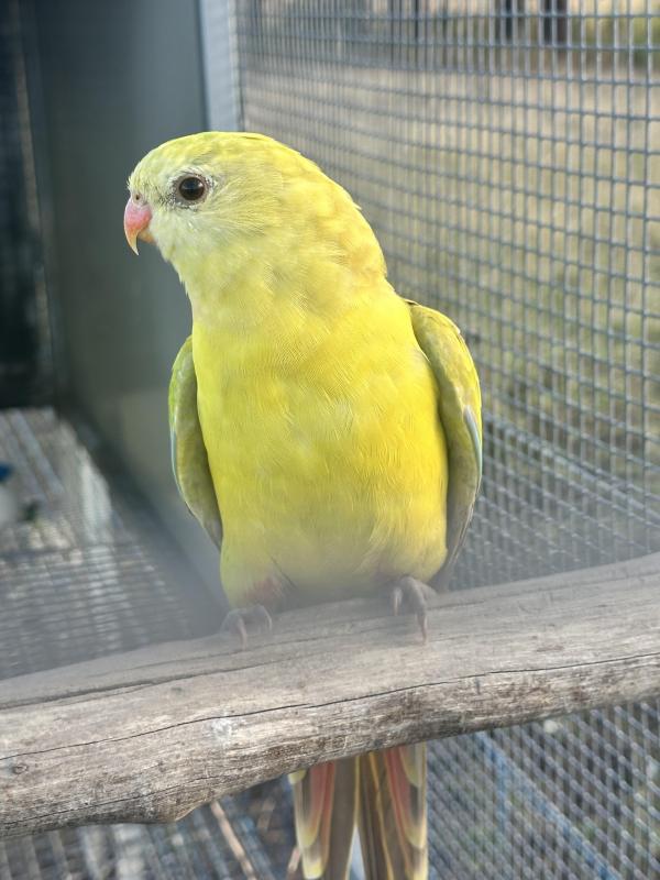 Cinnamon Superb Parrots