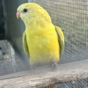 Cinnamon Superb Parrots