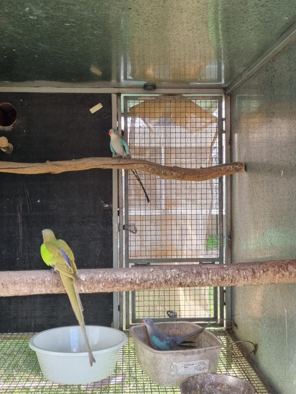 Princess Parrots