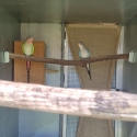 Breeding Pair Princess Parrots