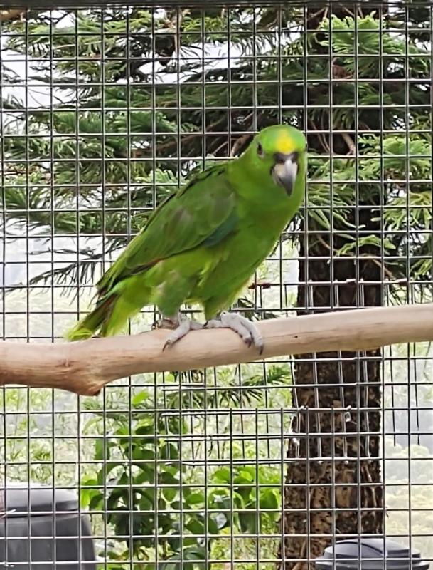 Yellow Naped Amazon